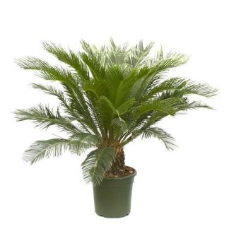 Cycas en pot sur fond blanc