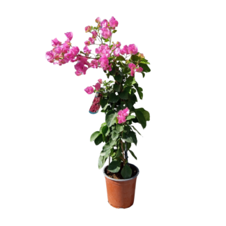 Bougainvilliers en pot sur fond blanc