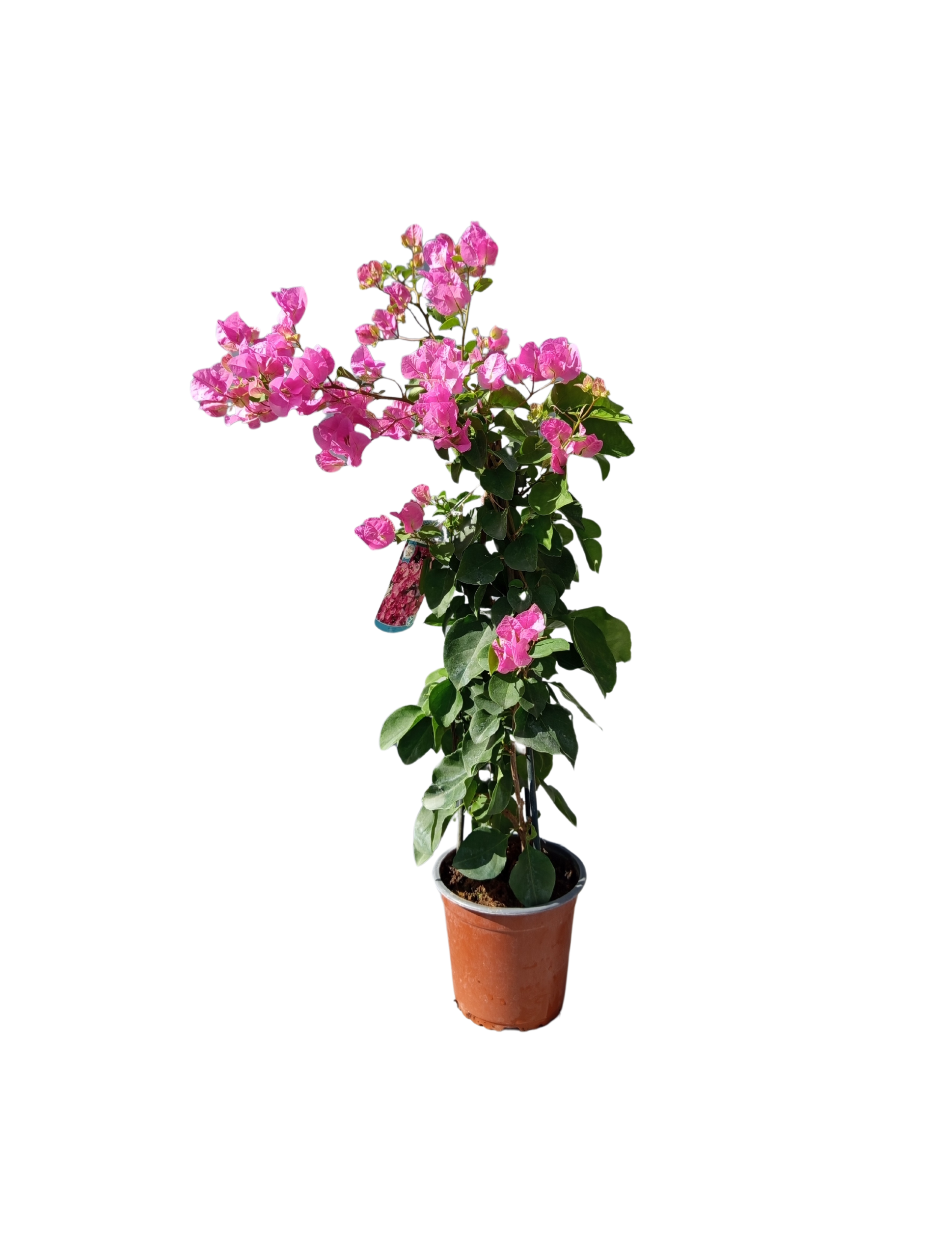 Bougainvilliers en pot sur fond blanc