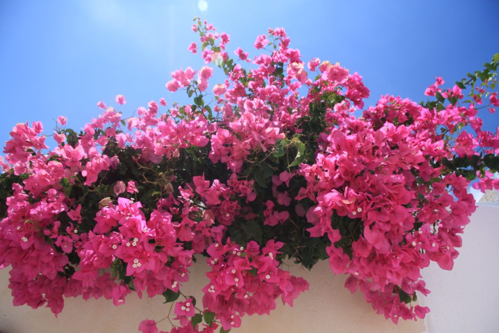 Bougainvillier Rose (Bougainvillea) – Plante grimpante méditerranéenne en pot – Hauteur 40 à 60 cm – Image 2