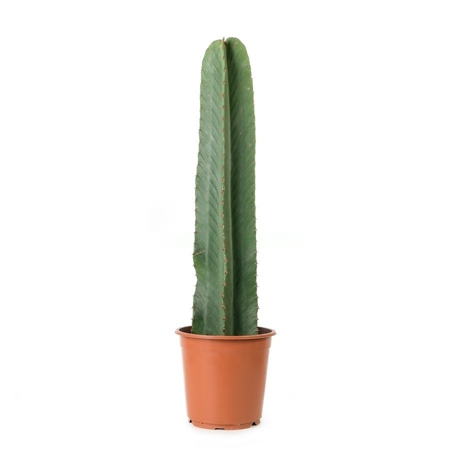Cactus beija-flores