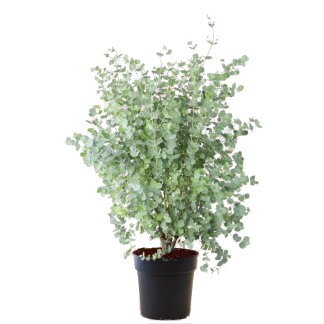 Eucalyptus gunni Beija flores