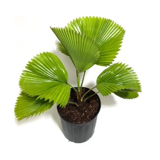 Licuala en pot sur fond blanc Beija Flores