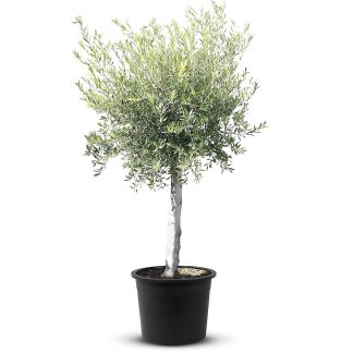 Maxi Oliviers Beija flores sur fond blanc