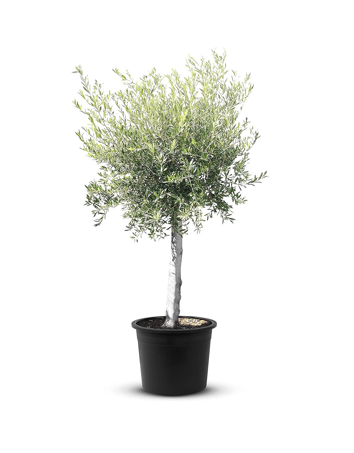 Maxi Oliviers Beija flores sur fond blanc