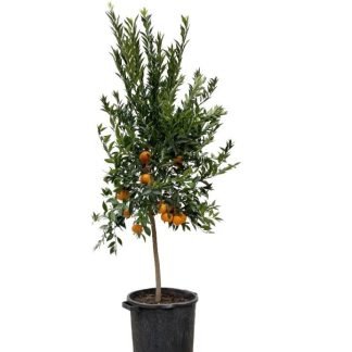 Maxi Oranger Beija-Flores en pot de 10l sur fond blanc