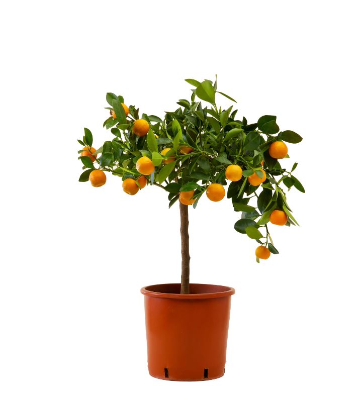 Mini oranger en pot 3l sur fond blanc