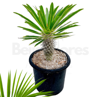 Pachypodium Beijaflores