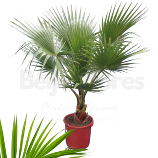 Washingtonia Beijaflores