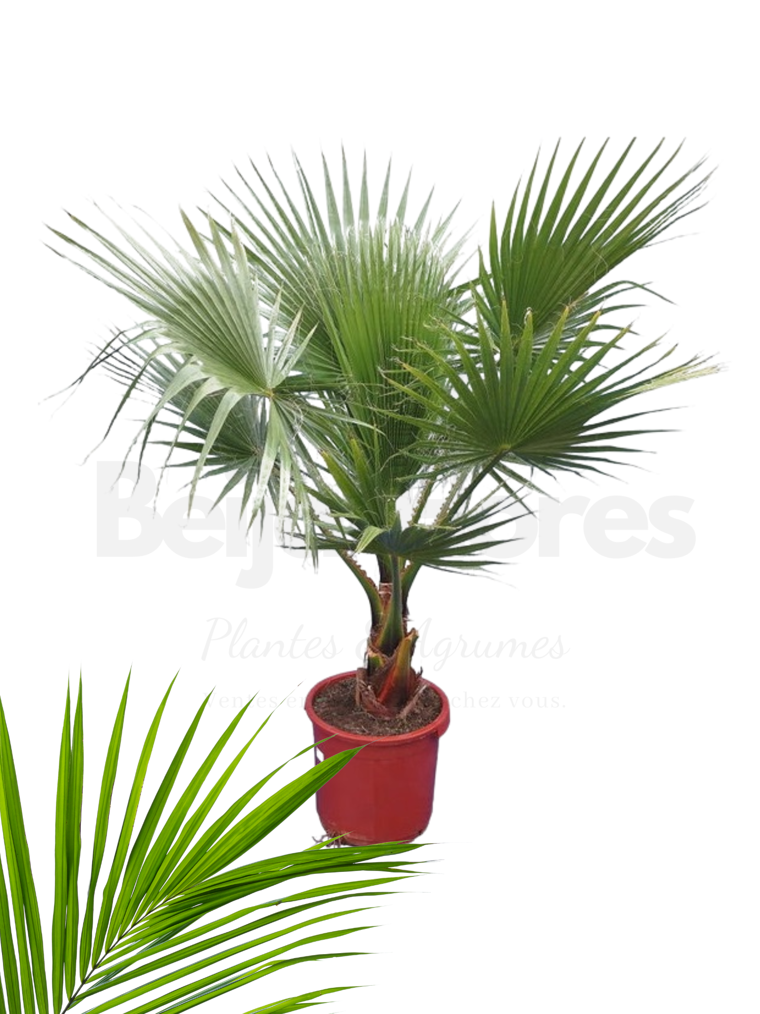 Washingtonia Beijaflores