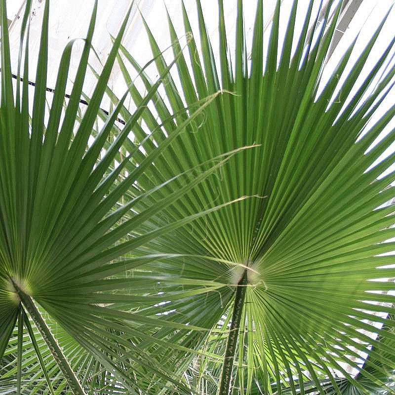 Palmier du Mexique, Washingtonia robusta H-50/110 cm – Image 2