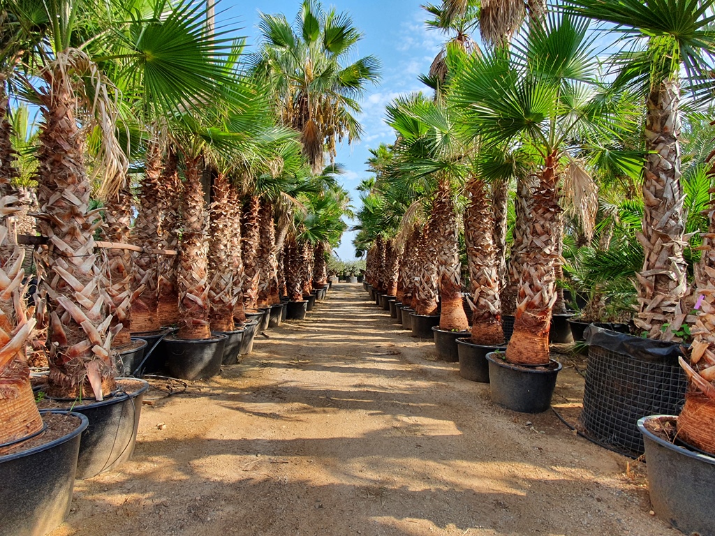 Palmier du Mexique, Washingtonia robusta H-50/110 cm – Image 3