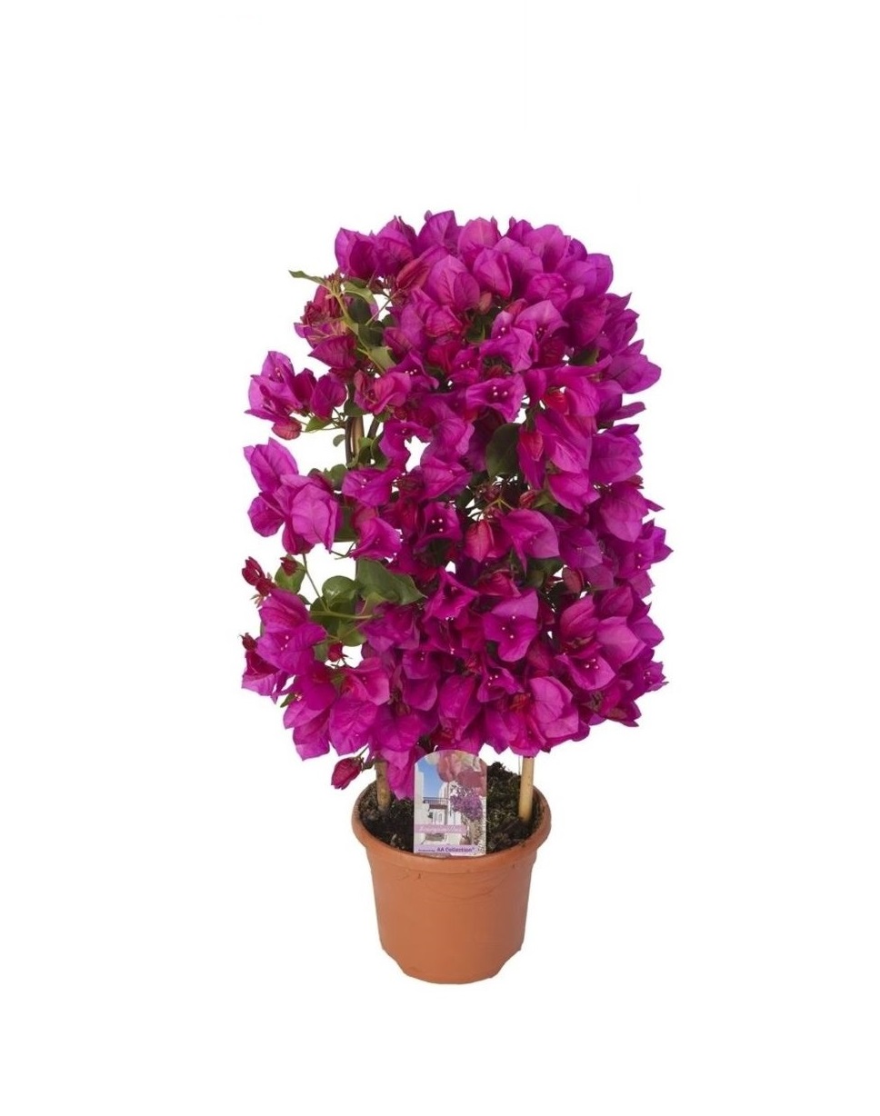bougainvilier Beija flores rose sur fond blanc