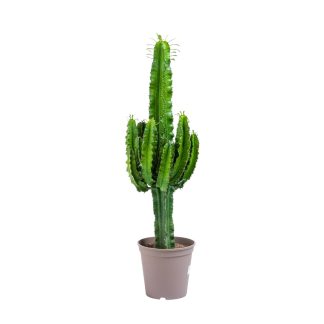 Cactus en pot sur fond blanc Beija-Flores 2