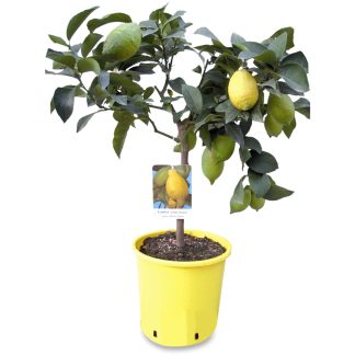 Mini citronnier eureka en pot jaune sur fond blanc