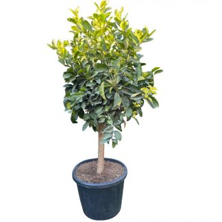 Maxi Citronnier en pot noir sur fond blanc