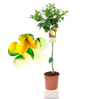 Citronnier 4 saisons Medium en pot – Hauteur 70 à 90 cm