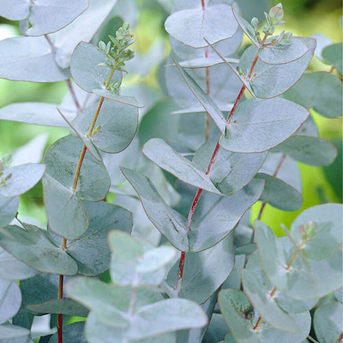 Eucalyptus gunnii H-50/60 cm – Image 2