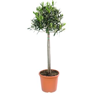 Arbre Olivier en pot sur fond blanc