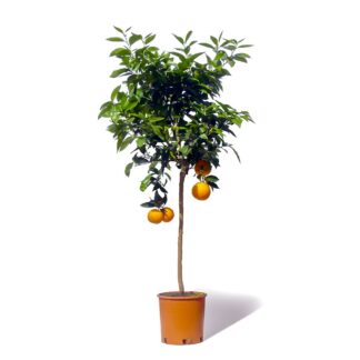 Oranger en pot sur fond blanc