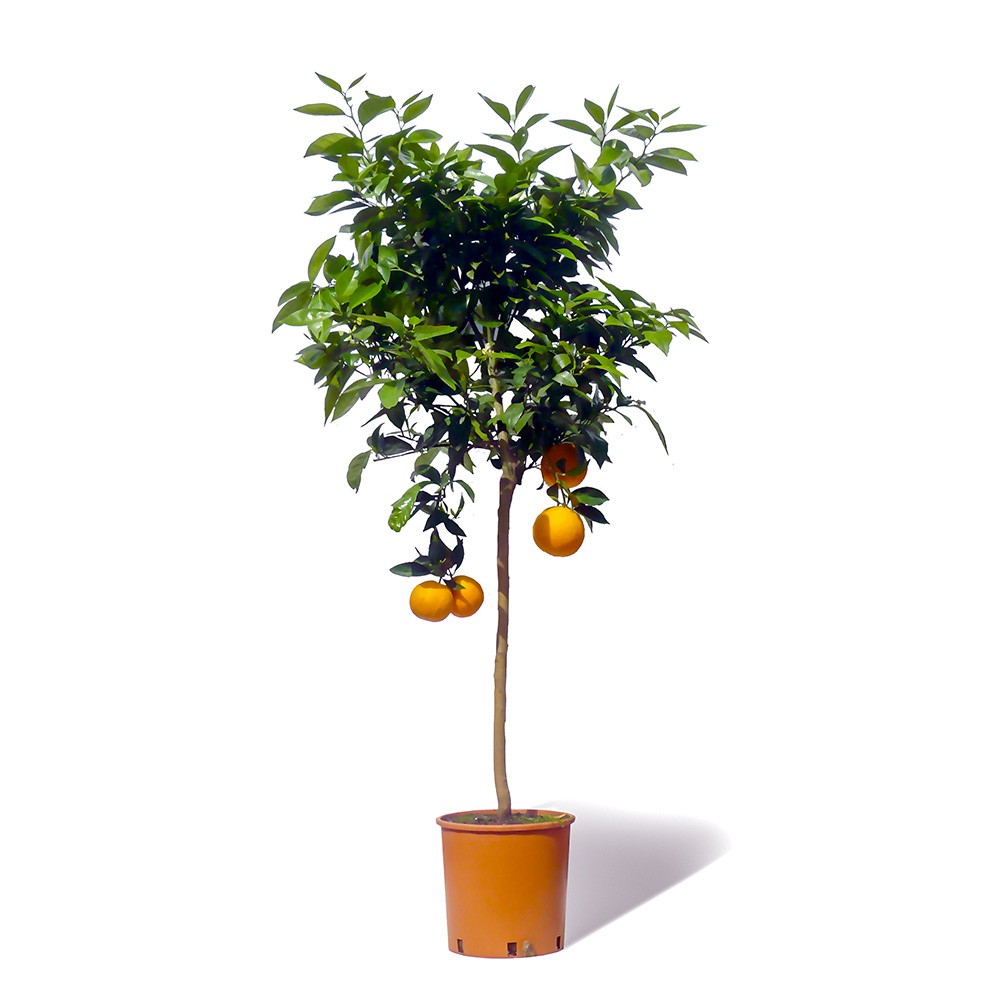 Oranger en pot sur fond blanc
