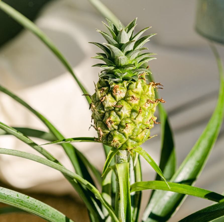 Ananas Mi Amigo H-40/60cm – Image 3