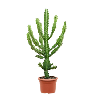Cactus Euphorbe lactée H-40/60 cm