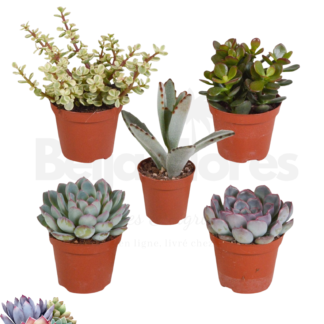 Mix 5 Succulentes beijaflores