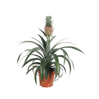 Ananas Mi Amigo H-40/60cm
