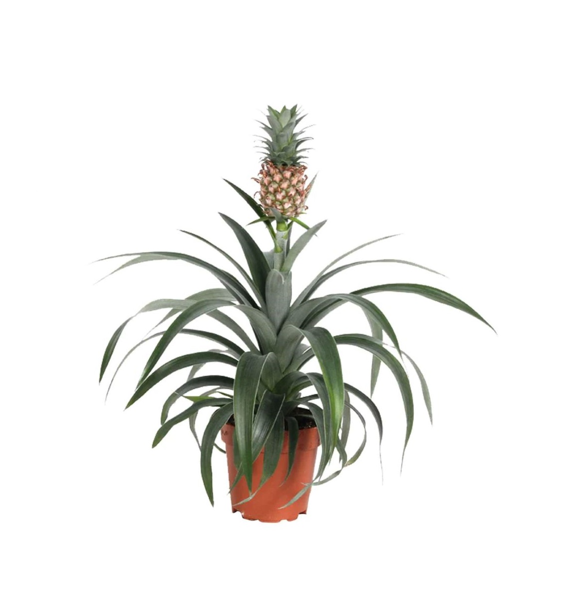 Ananas Mi Amigo H-40/60cm