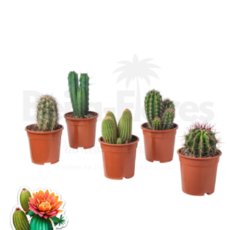 Mix 5 cactus beijaflores