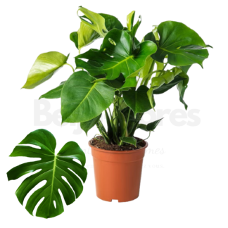 Monstera deliciosa sur fond blanc