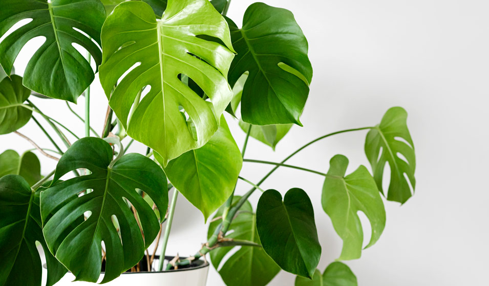 Monstera fond blanc