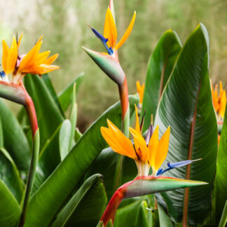 Fleurs Strelizia flowers known also as Bird of Paradise beija flores
