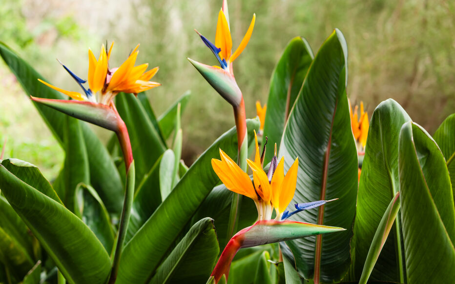 Fleurs Strelizia flowers known also as Bird of Paradise beija flores