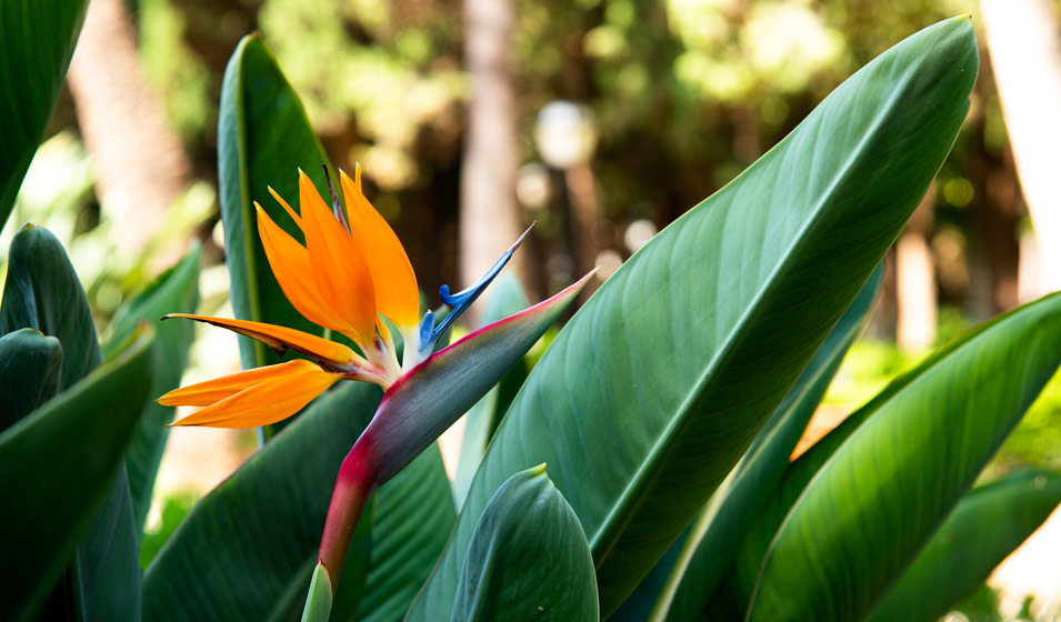 Strelitzia reginae – Oiseau de Paradis H-70/80 cm en pot – Plante tropicale d’intérieur et d’extérieur, feuillage exotique et fleurs spectaculaires – Image 2