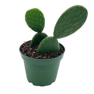 Opuntia (Figuier de Barbarie) – Hauteur 40 à 60 cm