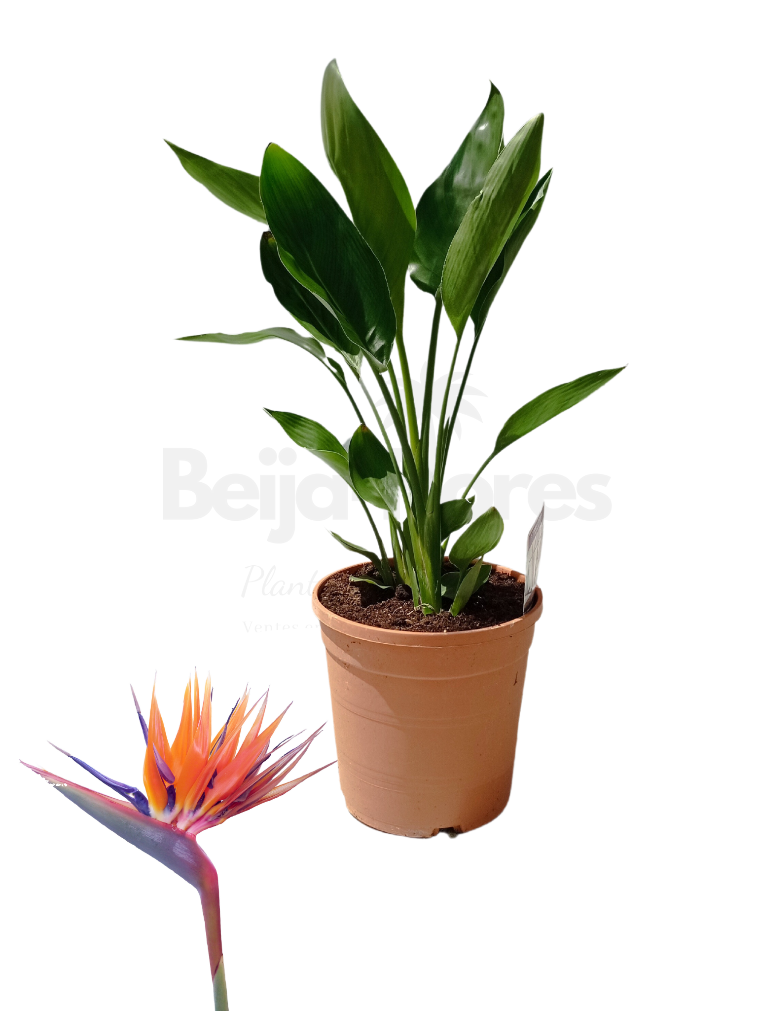 Strelitzia reginae – Oiseau de Paradis H-70/80 cm en pot – Plante tropicale d’intérieur et d’extérieur, feuillage exotique et fleurs spectaculaires – Image 4