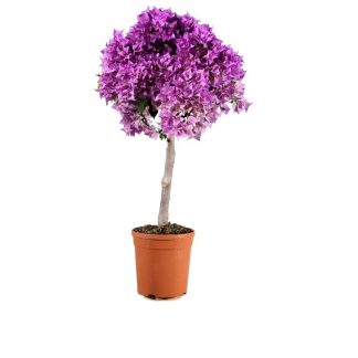 Bougainviliier-mini-thaisur-fond-blanc