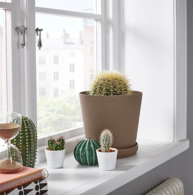 Composition cactus Beija flores