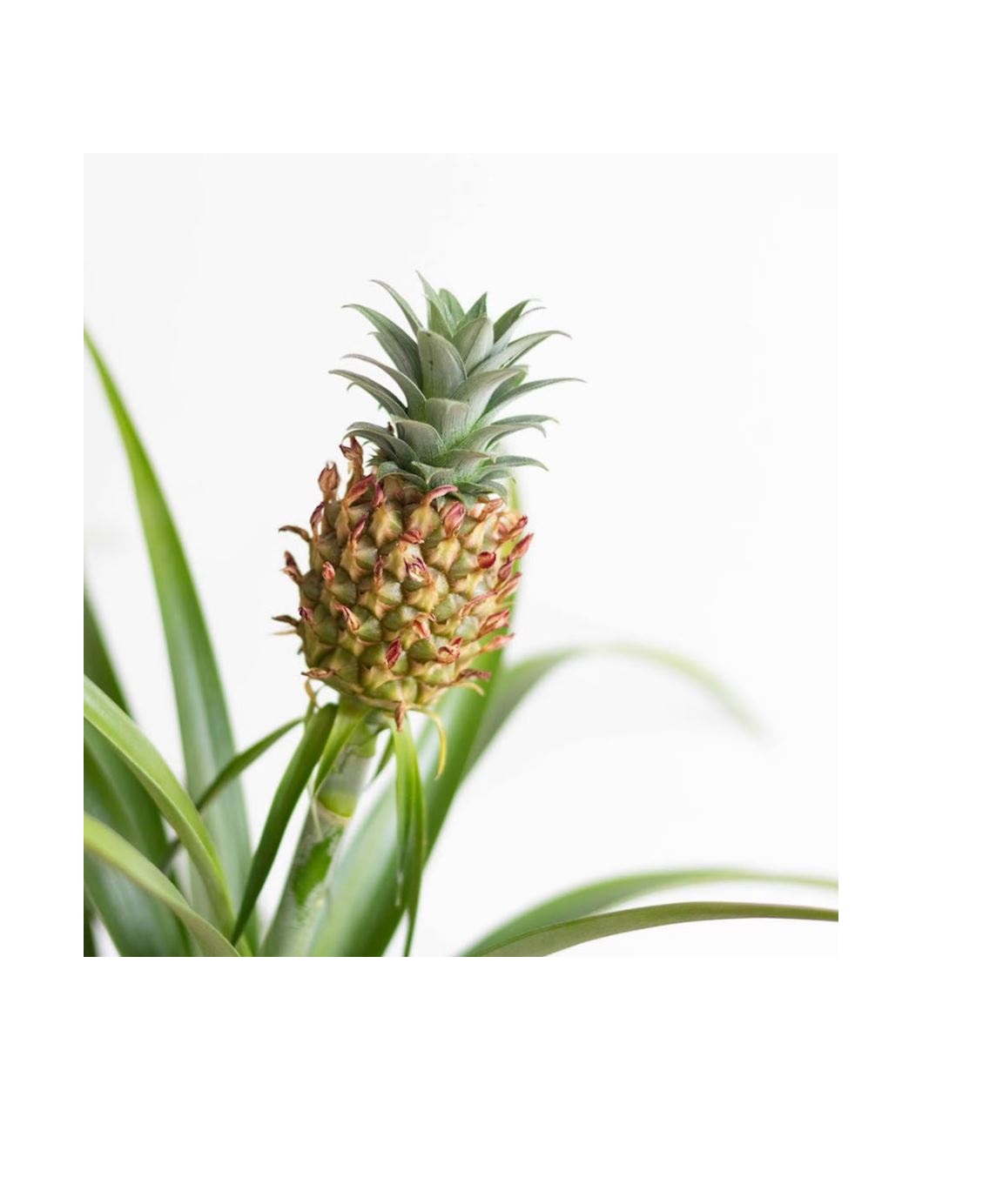 Ananas Mi Amigo H-40/60cm – Image 2