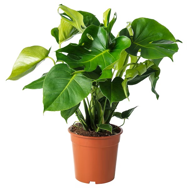 monstera-planta-beija-flores