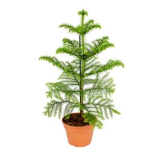 a-vendre-arbre a singe sur fond blanc en pot beija-flores