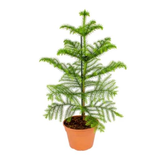 a-vendre-arbre a singe sur fond blanc en pot beija-flores