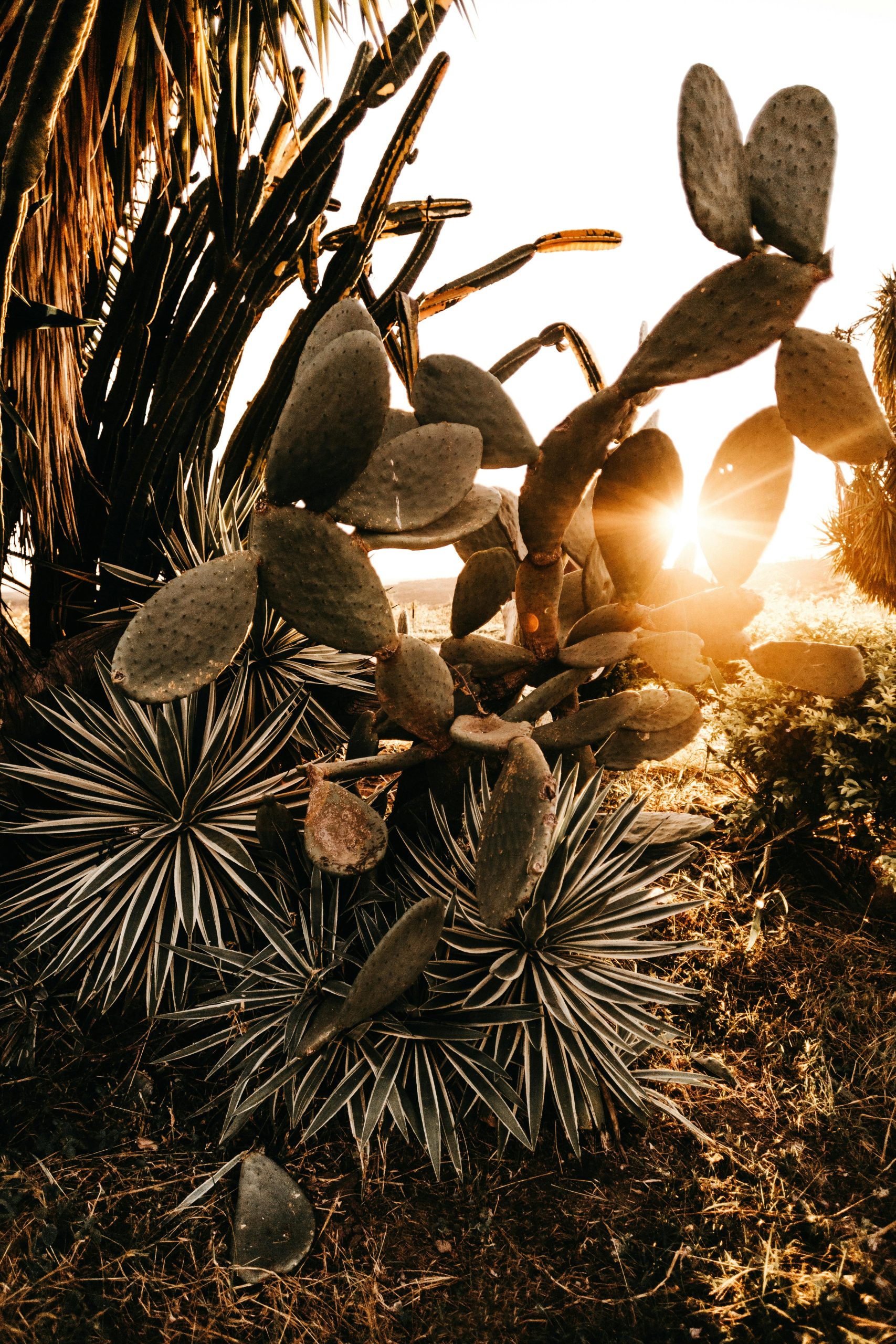 Cactus et couché de soleil