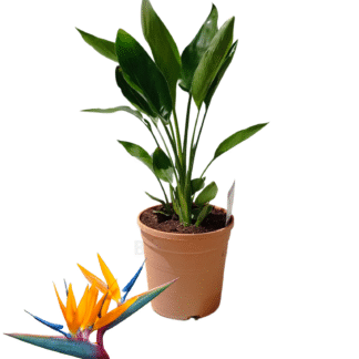 Strezia beija flores