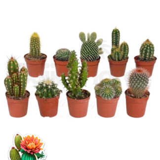 Mix 10 cactus beijaflores