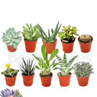 Mix 10 Succulentes beijaflores