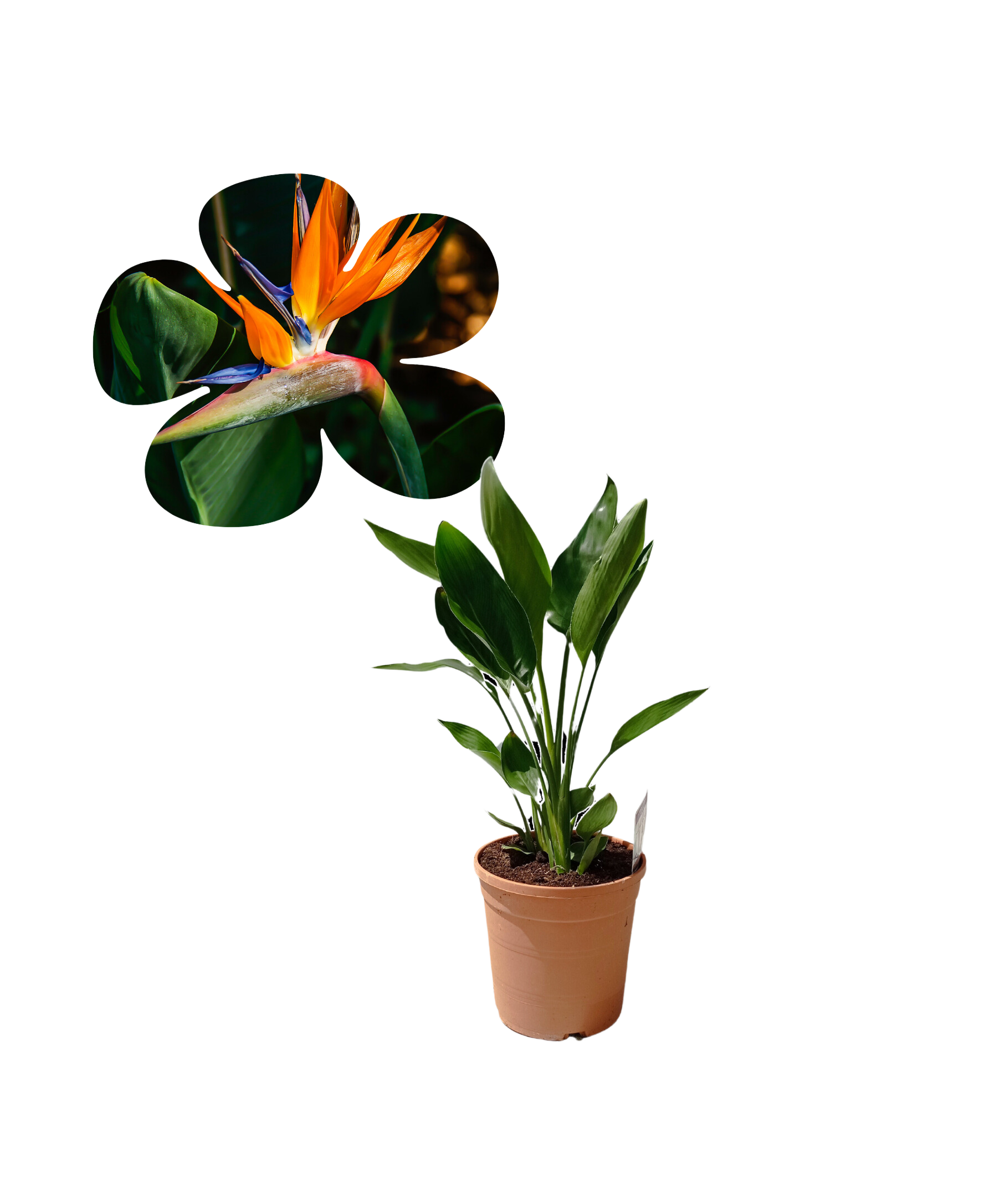 Duo Tropic - Monstera deliciosa+Strelitzia reginae Oiseau du paradis 40-70cm – Image 5