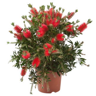 callistemon beijaflores
